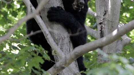 Harrison police kill bear 'in interest of public safety': What to know | Industry 411 - Waste Management | Scoop.it