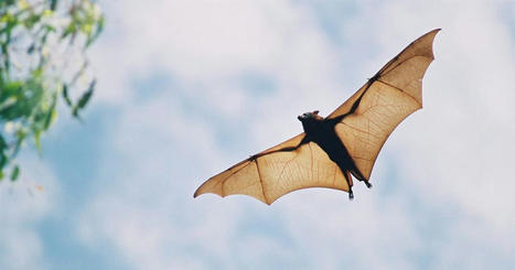 Climate change is coming for bats. It’s only getting worse. | Chiroptères | Scoop.it