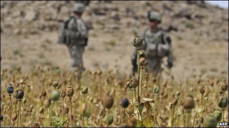 Reuters: New poppy blight poised to boost opium price: U.N. (2012) | Plants and Microbes | Scoop.it