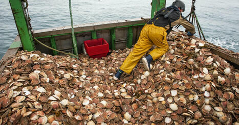 &laquo;On a toujours &eacute;t&eacute; pr&eacute;curseurs&raquo; : dans la baie de Saint-Brieuc, les P&Ecirc;CHEURS de coquilles Saint-Jacques montrent&nbsp;le chemin&nbsp; | CIHEAM Press Review | Scoop.it