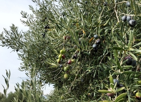 En España, el olivar ecológico supera las 195.000 hectáreas y ya es el segundo cultivo en ecológico más potente tras los cereales  | OLIVE NEWS | Scoop.it
