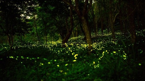 Les lucioles menacées de s'éteindre à cause des activités humaines | Biodiversité | Scoop.it