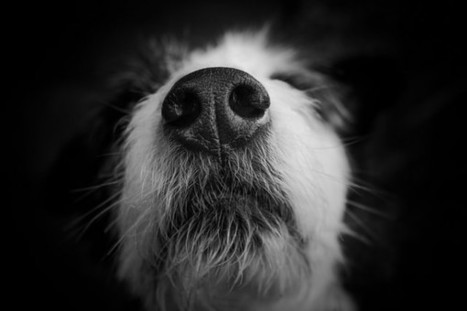 Cancer-smelling dogs can take a break. E-nose technology is effectively sniffing out diseases - MedCity News | In-Vitro Diagnostic | Scoop.it
