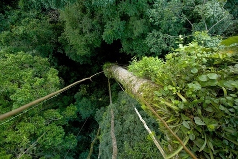 Tropical forests may be carbon sources, not sinks | Sustainability Science | Scoop.it