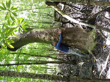 Les mangroves non prot&eacute;g&eacute;es, des alli&eacute;es insoup&ccedil;onn&eacute;es pour la biodiversit&eacute; et le climat | &Eacute;cosyst&egrave;mes Tropicaux | Scoop.it