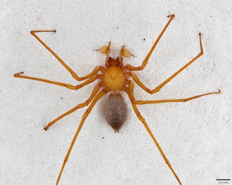 Famille d&rsquo;araign&eacute;es : d&eacute;couverte d&rsquo;un nouveau sp&eacute;cimen aux &Eacute;tats-Unis | EntomoNews | Scoop.it