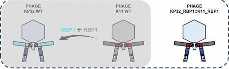 Cross-genus phage design through branching domain and conserved peptide interactions | Jbe | RMH | Scoop.it