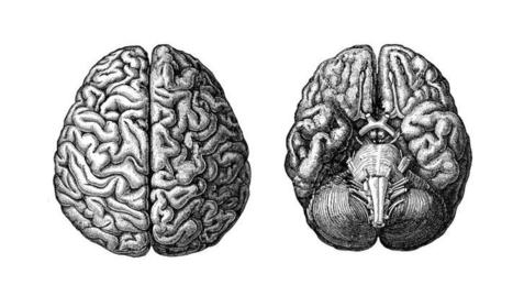 Comment devient-on intelligent ? - Podcast Sans oser le demander, France Culture [58 min, 2021] | Veille informative du CDIR de Croix-Rouge Compétence Occitanie | Scoop.it