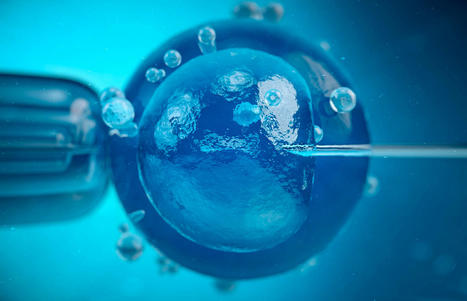 Redefiniendo el embrión humano — | Bahía Digital | Scoop.it