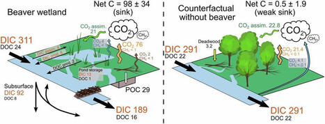 Ce que d&eacute;clenchent les castors dans les zones humides a surpris les scientifiques - Futura Scicences | Biodiversit&eacute; | Scoop.it
