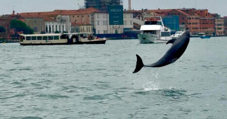 Venice's newest marvel is a wild dolphin. His refusal to leave is dangerous | Soggy Science | Scoop.it