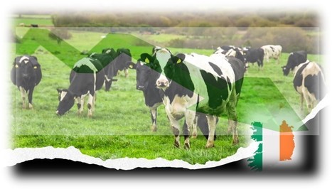 Irlande : Le prix du lait a baissé de 27,5% en 2023 | Lait de Normandie... et d'ailleurs | Scoop.it