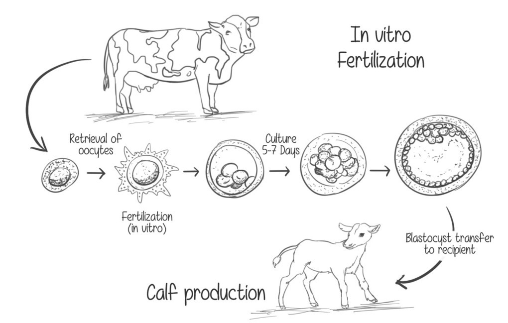 In vitro fertilization это. In-vitro fertilization Bioethics. Fertilization animals. Embryos grown in vivo vs in vitro fertilization. Out fertilization of animals.