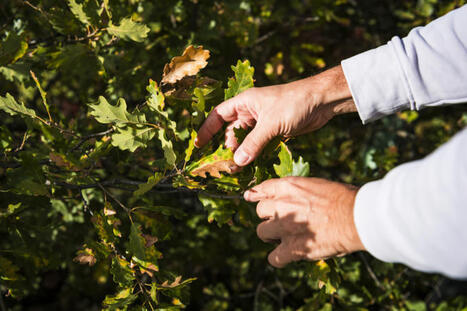 Le réchauffement climatique, en modifiant les cycles saisonniers de la biodiversité, perturbe son équilibre - CNRS | Biodiversité | Scoop.it
