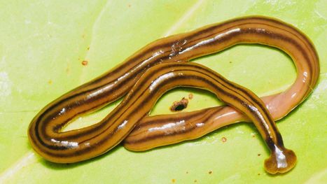 Giant predatory worms from Asia are invading France | Coastal Restoration | Scoop.it