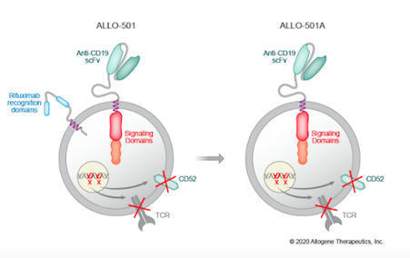 Clinical Update: TALEN-Edited CAR T-Cell Therapy for Large B-Cell Lymphoma | Genetic Engineering in the Press by GEG | Scoop.it