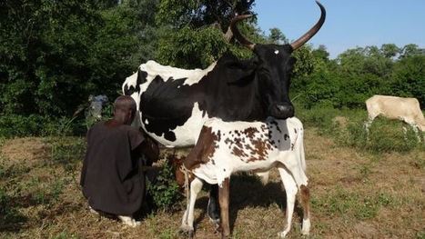 Les bœufs, la banque des bergers peuls du Burkina Faso | Lait de Normandie... et d'ailleurs | Scoop.it