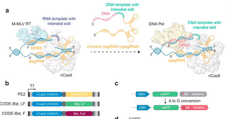 Efficient genome editing with chimeric oligonucleotide-directed editing | Ncm | RMH | Scoop.it