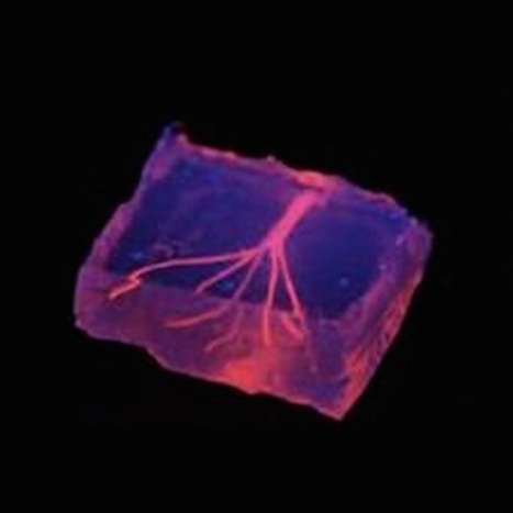 Kurzweil : "Bio-printing transplantable tissues and organs, a step closer | Ce monde à inventer ! | Scoop.it