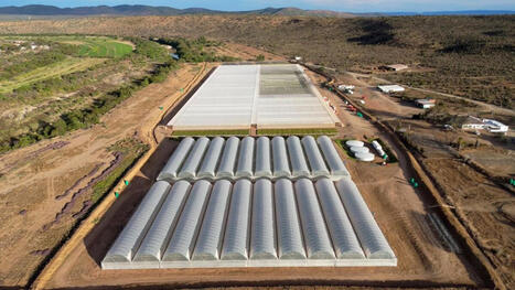 Indigenous Biodiversity: Spekboom Restoration Bond Raises R2bn for Eastern Cape&nbsp; | BIOECONOMY, Climate-Nature-Finance, Financial Reforms, Economic Reforms, Tax Reforms | Scoop.it