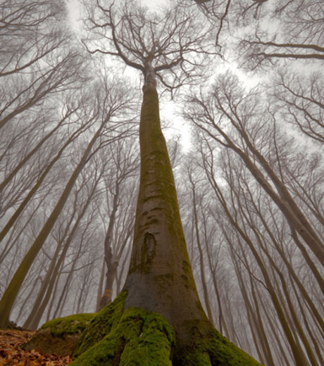 L&rsquo;arbre, notre puissant alli&eacute; ! | Chronique des Droits de l'Homme | Scoop.it
