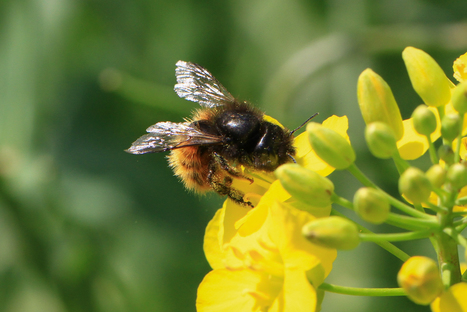 La moitié de la pollinisation est assurée par les abeilles sauvages | EntomoNews | Scoop.it