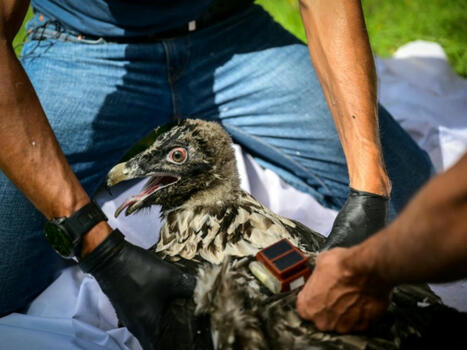 Le retour prometteur mais fragile du gypaète barbu dans le Vercors | Biodiversité - @ZEHUB on Twitter | Scoop.it