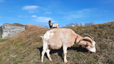 Sauvées de l'abattoir, ces chèvres deviennent de "redoutables tondeuses" | Biodiversité - @ZEHUB on Twitter | Scoop.it