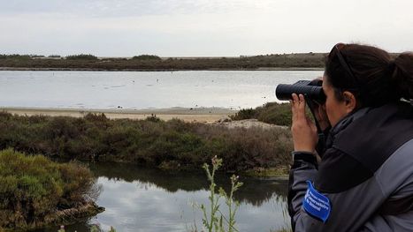 Oiseaux : les gardes du littoral de l'Hérault aux aguets en ce printemps confiné | Biodiversité | Scoop.it