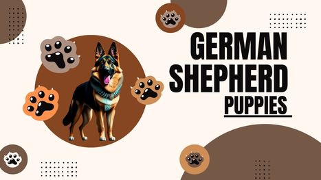 German Shepherd Puppies for Sale in India: Puppiezo | Puppiezo | Scoop.it