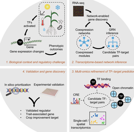 Predicting transcriptional regulators in plants in the era of artificial intelligence | cin | RMH | Scoop.it