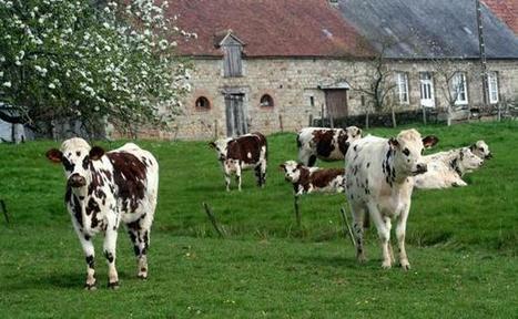 [m&eacute;thanisation] Comment les bouses de vache peuvent-elles fournir de l'&eacute;nergie? | Build Green, pour un habitat &eacute;cologique | Scoop.it