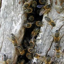 L'Arbre aux Abeilles | Au fil des Associations | Scoop.it