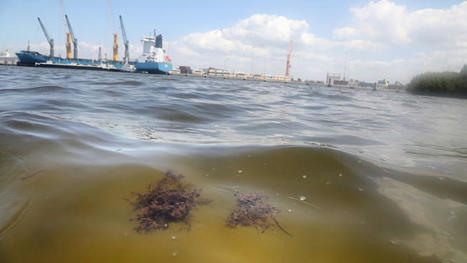 Contamination from Piney Point has diluted in Tampa Bay, researchers say / 24.05.2021 | Pollution accidentelle des eaux par produits chimiques | Scoop.it