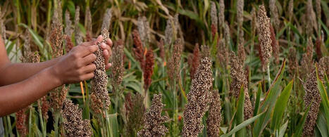 Le sorgho, la prochaine CEREALE ? | Cirad | CIHEAM Press Review | Scoop.it