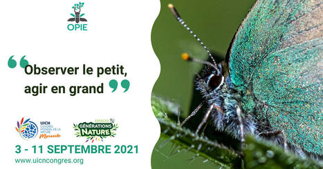 L'OPIE (Office pour les insectes et leur environnement) participe au congrès mondial pour la nature de l'UICN | Variétés entomologiques | Scoop.it