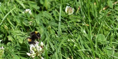 Interdiction du Roundup : 5 solutions alternatives pour dire adieu aux herbicides | La Sagesse de la Nature | Scoop.it