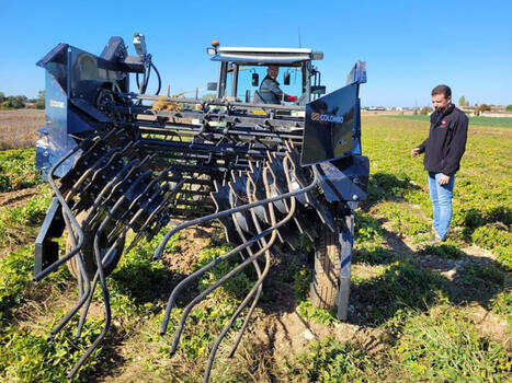Agriculture : la cacahuète se cherche une place en Charente-Maritime | ITERG - Veille sectorielle | Scoop.it