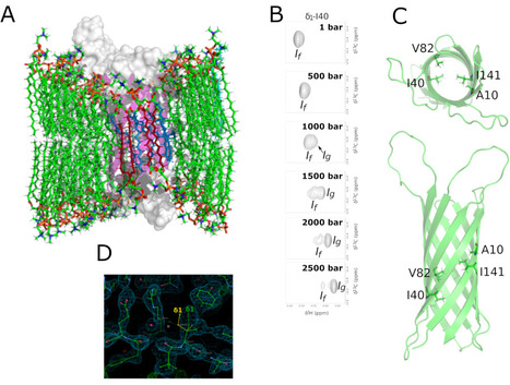 Vers un nouveau mode de régulation allostérique des protéines membranaires | Life Sciences Université Paris-Saclay | Scoop.it