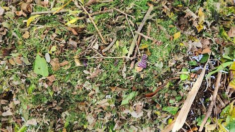 Apply now for compost reimbursement in Hawai‘i : Big Island Now | Industry 411 - Waste Management | Scoop.it