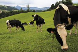 CAP'2ER : Evaluer l'Empreinte Environnementale d'un Elevage Laitier | SCIENCES DE L' ANIMAL | Scoop.it