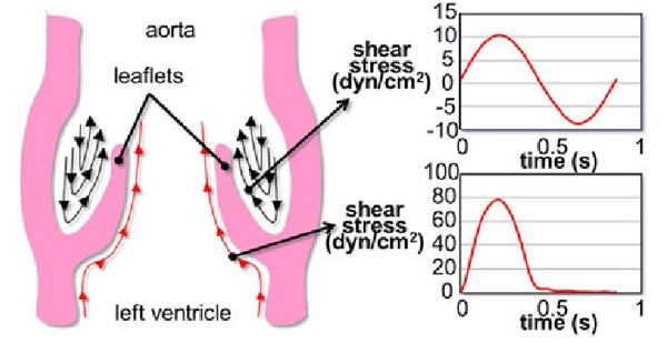 Design and Validation of a Novel Bioreactor to Subject Aortic Valve Leaflets to Side-Specific Shear Stress | Transcatheter Treatment of Mitral Regurgitation | Scoop.it