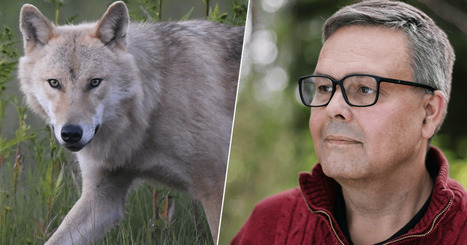 Snart kan det bli lättare att få skjuta varg – Anders Norrback är nöjd | Utrikes | 1Uutiset - Lukemisen tähden | Scoop.it