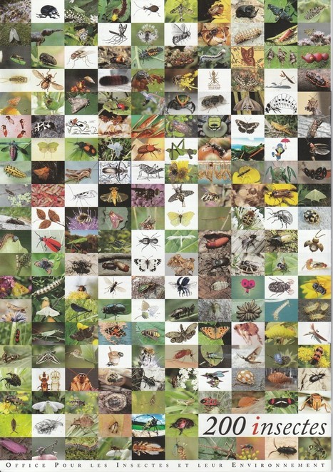 Le numéro 200 d'Insectes - 1er trimestre 2021 - est paru | Variétés entomologiques | Scoop.it