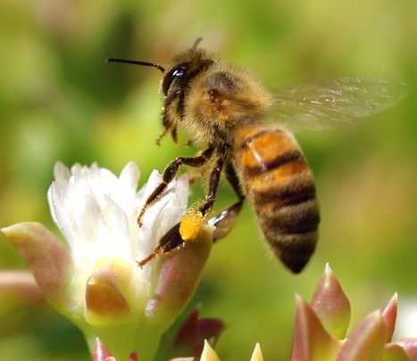 USA. Une cour d’appel fédérale annule l'autorisation d’un pesticide nocif pour les abeilles, le sulfoxaflor | EntomoNews | Scoop.it