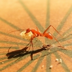 Chez les fourmis, l’aversion au risque est une stratégie de survie - CNRS | Biodiversité | Scoop.it