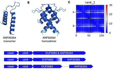 Folding the unfoldable 2: using AlphaFold and ESMFold to explore spurious proteins | brvai | RMH | Scoop.it