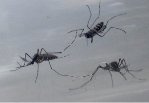 Moustiques vecteurs de maladies : un nouveau test d'ADN environnemental pour les détecter et les identifier | EntomoNews | Scoop.it