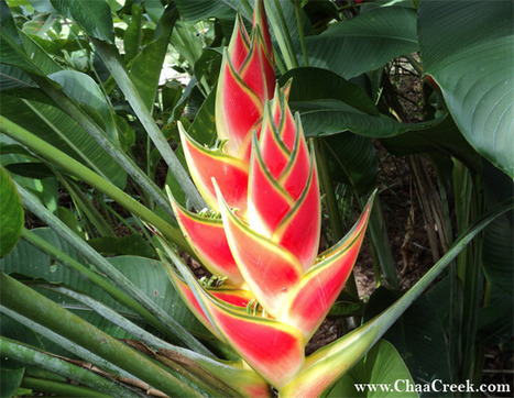 Belize’s “Lobster Claw” Heliconia | Cayo Scoop!  The Ecology of Cayo Culture | Scoop.it