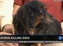 "Circovirus kills dogs [in USA] in days, no vaccine": disinformation spreads.... | Virology News | Scoop.it